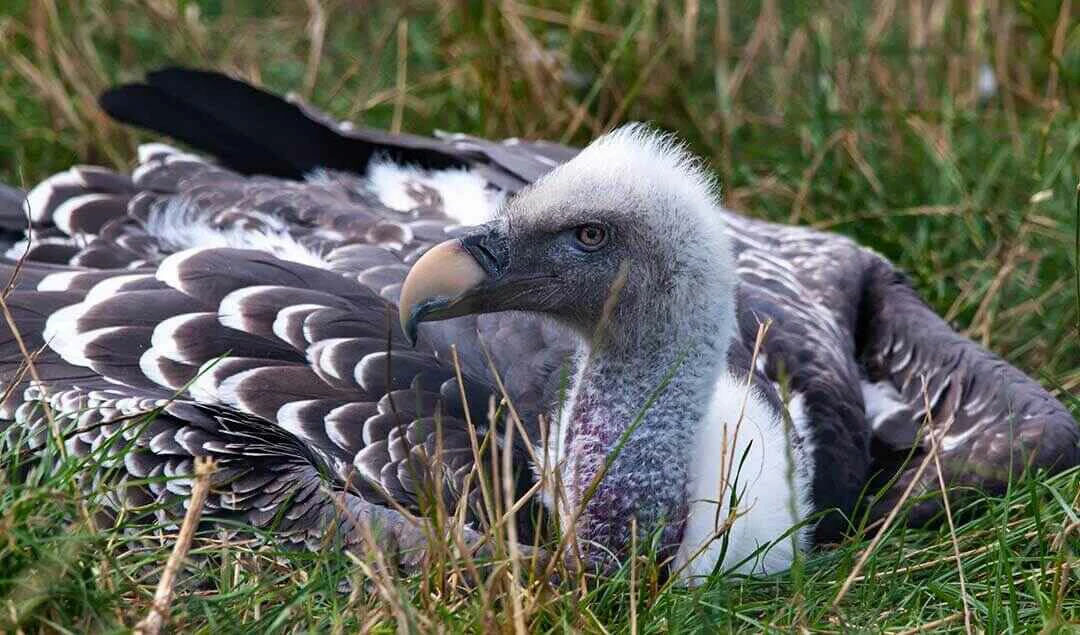 Ruppell's vulture